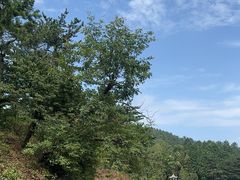 -四明山国家森林公园