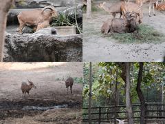 -清迈夜间动物园