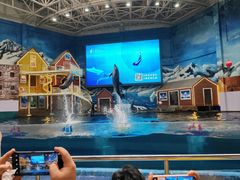 -西安曲江海洋极地公园