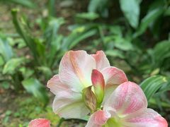 -深圳仙湖植物园