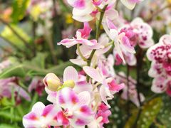 -上海鲜花港
