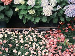 -溪岸路花鸟市场