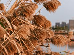 -芒洲湿地公园