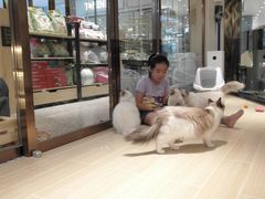 -momokira米努特·德文卷毛猫·棉花面纱犬