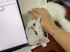 -lincat·猫舍(广州店)
