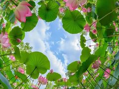 -天鹅到家·保姆月嫂育儿嫂(南开店)