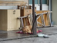 -洪湖家庭农场·团建·露营·会议