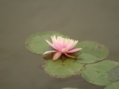 -曼听御花园