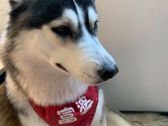 -Husky Go! 哈士奇体验馆·宠物咖啡厅狗咖