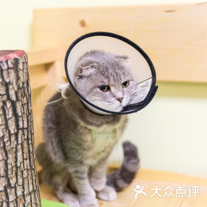猫宁哈尼morning honey猫咪咖啡