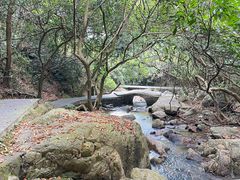 -东莞市大岭山森林公园