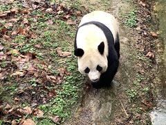 -都江堰中华大熊猫苑