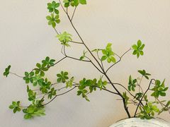 -隐溪茶馆(静安寺店)