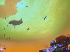 -海合安武汉极地海洋公园