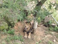 -西霞口神雕山野生动物世界