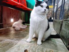 -猫咪博物馆(顶澳仔猫街店)