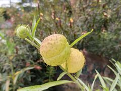 -广州神农草堂中医药博物馆
