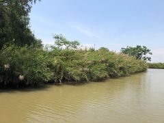 -大湾区中央湿地公园