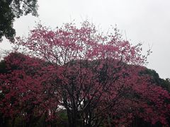 -柳侯公园