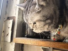 -海边的猫和咖啡馆