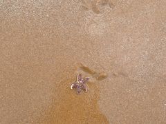 -日照灯塔风景区