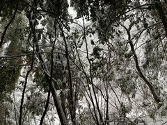 -湖州龙王山景区