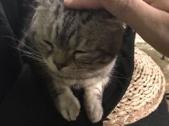 -猫猫幼稚园·撸猫·桌游·电玩