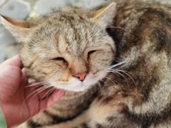 -喵屿·大理花园猫咖