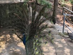 -燕塞湖鸟语林景区