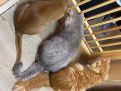 -MOCHA明星猫咖(田子坊店)