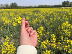 -汉长安城未央宫国家考古遗址公园