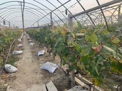 -马陆小张葡萄园农家乐