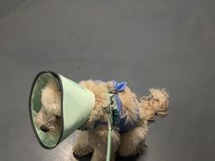 -美联众合动物医院·24h转诊中心