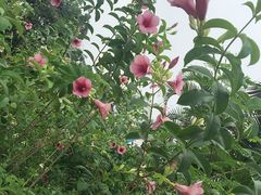 -松山湖梦幻百花洲