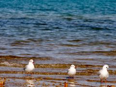 -青海湖国家重点风景名胜区