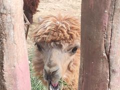 -石家庄市动物园