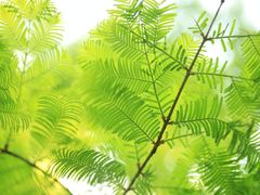 -桤木河湿地公园