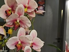 -施奈儿.洗头頭療.按摩SPA.采耳(上梅林店)