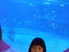 -烟台海昌鲸鲨海洋公园