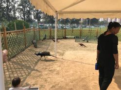 -萌宠亲子动物乐园(槐房万达店)