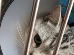 -创凡宠物医院·骨专科  猫科中心(西乡分院)