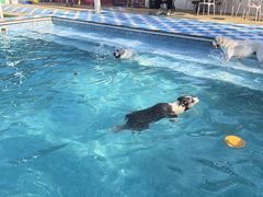 -爪吧宠物乐园 (温榆河示范区店)