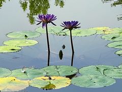 -莲花池公园