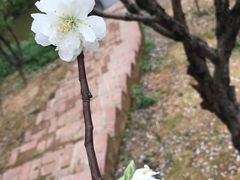 -南国桃园旅游度假区