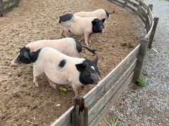 -前小桔亲子创意农场·草莓采摘·露营烧烤