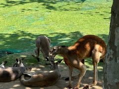 -西霞口神雕山野生动物世界