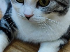 -COLOR PETS 撸猫馆·购猫·猫咖(长风大悦城店)