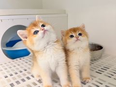 -lincat·猫舍(广州店)