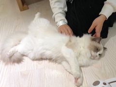 -猫和宫(六道口店)