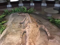 -自贡恐龙博物馆